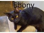 Adopt Ebony a All Black Domestic Shorthair / Mixed (short coat) cat in Mountain