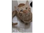 Adopt Z COURTESY LISTING: Honey a Domestic Shorthair / Mixed cat in Miami
