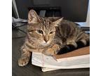 Adopt Wayne a Brown Tabby Domestic Shorthair / Mixed cat in Aurora