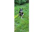 Adopt Lila a Black - with Tan, Yellow or Fawn German Shepherd Dog / Mixed dog in
