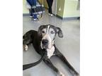 Adopt Boomer a Black Great Dane / Mixed dog in Jupiter, FL (39003222)