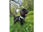 Adopt Gigi the Magnificent a Black Shih Tzu dog in Brewster, NY (39023133)