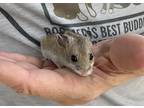 Adopt Jones a Tan or Beige Hamster (short coat) small animal in Andover