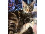 Adopt TUBI a Gray, Blue or Silver Tabby Bengal (short coat) cat in San Diego