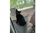 Adopt Bean Dip a All Black Domestic Shorthair (short coat) cat in Ray
