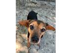 Adopt Treasure a Beagle / Terrier (Unknown Type, Small) / Mixed dog in Hampton