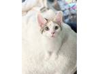 Adopt Selina Kyle (Catwoman) a White American Shorthair (short coat) cat in