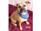 Adopt Rollo a Black Mouth Cur / Mixed dog in Gautier, MS (38989726)