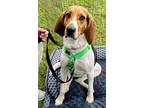Adopt Trixie a Treeing Walker Coonhound / Mixed dog in Waynesville