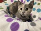 Adopt Lisa Marie a Tortoiseshell Domestic Shorthair (medium coat) cat in