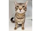 Adopt Scout a Domestic Short Hair