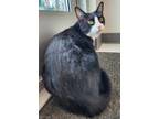 Adopt Mittens a Domestic Short Hair