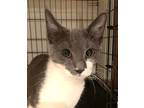 Adopt Monica a Gray or Blue (Mostly) Domestic Shorthair (short coat) cat in New