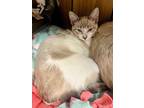 Adopt Kitten 24492 (Naomi) a Siamese (medium coat) cat in Parlier, CA (39049791)