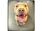Adopt DA 31 Checkers a Tan/Yellow/Fawn Pit Bull Terrier / Mixed dog in Glen