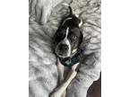 Adopt Lulu a Beagle / Mixed dog in greenville, SC (38931345)