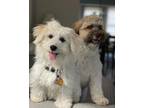 Adopt Steve a White Havanese / Mixed dog in Saline, MI (39022066)