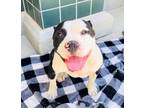 Adopt Miles a Black - with White Pit Bull Terrier / Mixed dog in Chula Vista