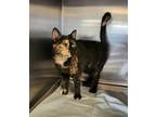 Adopt Zoey a Domestic Shorthair / Mixed (short coat) cat in Toms River