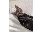 Adopt Littles a Brown Tabby Domestic Shorthair (short coat) cat in Palm Beach