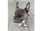 Adopt DA 13 Jet a Pit Bull Terrier / Mixed dog in Glen Allen, VA (38931359)