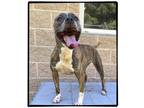 Adopt DA 25 China a Pit Bull Terrier / Mixed dog in Glen Allen, VA (39081853)