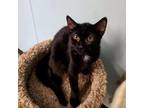 Adopt Blinky a All Black Domestic Shorthair / Mixed cat in Pontiac