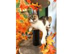 Adopt Layla Hult a Domestic Shorthair (short coat) cat in Woodstock
