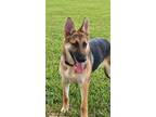 Adopt Lettie a Black - with Tan, Yellow or Fawn German Shepherd Dog / Mixed dog