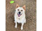 Adopt Eunha a White Shiba Inu / Jindo / Mixed dog in Bellevue, WA (38974044)