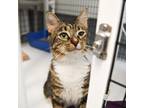 Adopt Shamara a Domestic Mediumhair / Mixed (medium coat) cat in Ewing