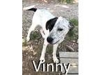 Adopt Vinny a Australian Cattle Dog / Blue Heeler, Terrier