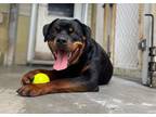 Adopt Gucci a Rottweiler / Mixed dog in Sebastian, FL (39037275)
