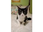 Adopt Enchilada a Domestic Shorthair / Mixed (short coat) cat in Hoover