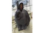 Adopt 42 G 4 Rj a Dwarf / Mixed rabbit in Squamish, BC (39015589)