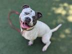 Adopt Franklin a American Pit Bull Terrier / Mixed dog in Oceanside