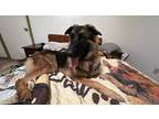 Adopt Gracie Brooklyn a Brown/Chocolate - with Black German Shepherd Dog dog in