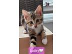 Adopt Lucky a Domestic Shorthair / Mixed (short coat) cat in Willingboro