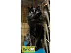 Adopt Reno a All Black Domestic Longhair / Mixed (long coat) cat in Willingboro