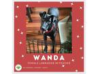 Adopt Wanda a Black Labrador Retriever dog in Gilbertsville, PA (39005609)