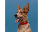 Adopt Joey a Red/Golden/Orange/Chestnut - with White Cattle Dog / Mixed dog in