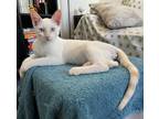 Adopt Tamago a Orange or Red (Mostly) Siamese (short coat) cat in Tucson