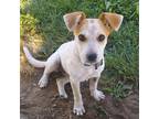 Adopt Gypsy a White - with Tan, Yellow or Fawn Australian Cattle Dog / Mixed dog