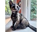 Adopt Katya a Tortoiseshell Domestic Shorthair / Mixed cat in Huntsville