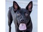 Adopt Genie a Black Mixed Breed (Small) / Mixed dog in Las Cruces, NM (38974989)