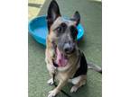 Adopt Polka a German Shepherd Dog / Mixed dog in El Cajon, CA (38901611)