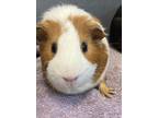 Adopt Scrappy a Guinea Pig small animal in Oakland, NJ (39015234)