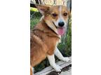 Adopt Tyla a Corgi dog in Windsor, CO (39049399)
