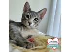 Adopt Bunny a Gray or Blue Domestic Shorthair / Mixed cat in Wheeling
