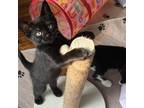 Adopt Chickadee a All Black Domestic Shorthair / Mixed cat in Plainfield